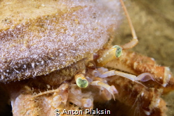 Pagurus pubescens hermit crab covered in little scyphysto... by Anton Plaksin 